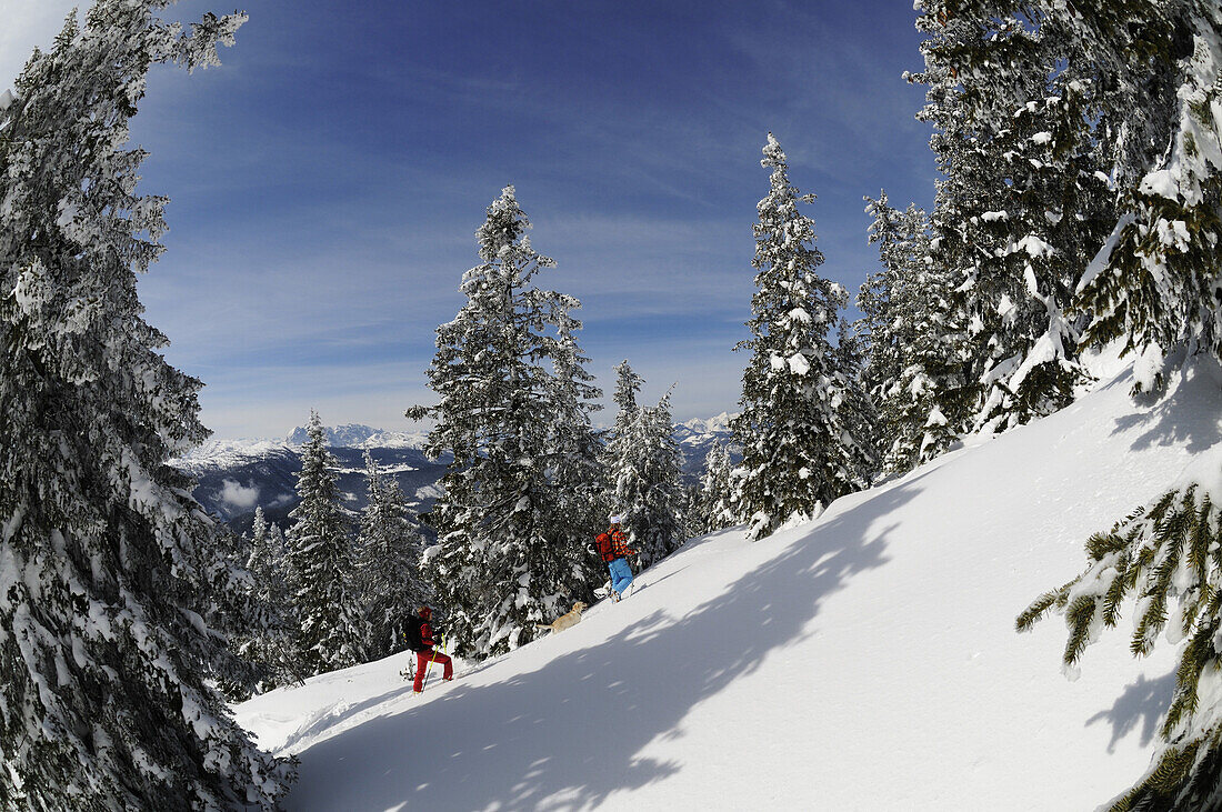 Menschen bei Skitour durch verschneite Landschaft, Dürrnbachhorn, Reit im Winkl, Chiemgau, Oberbayern, Bayern, Deutschland, Europa