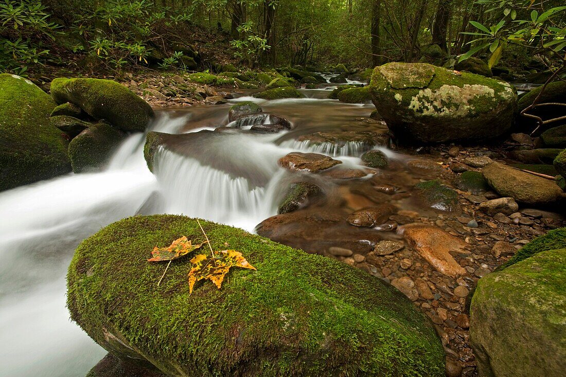 Cosby Creek, Great Smoky Mtns Nat Park, TN