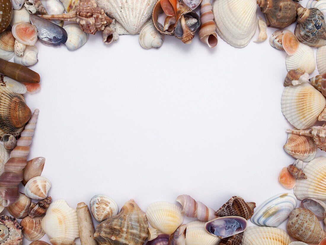 Seashells Isolated On White