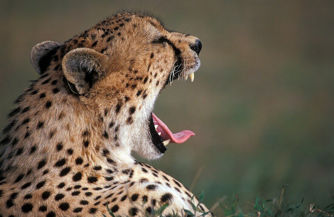 Cheetah in Massai Mara