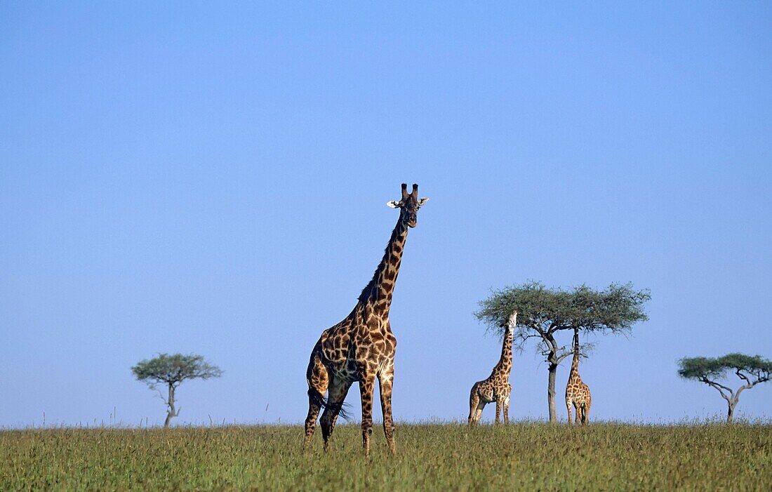 Giraffe in Masai Mara