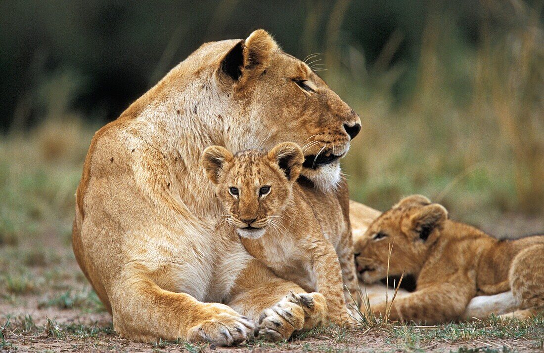 Lions in Kenya