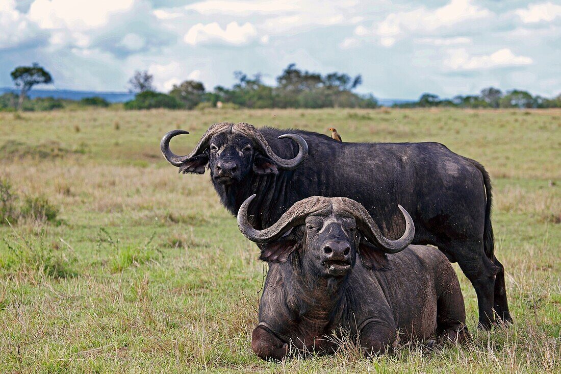 Old buffalos