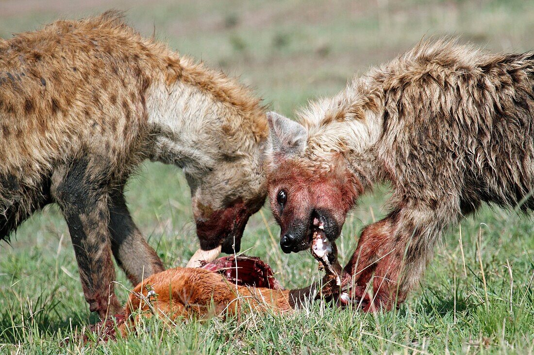 Eating Hyenas