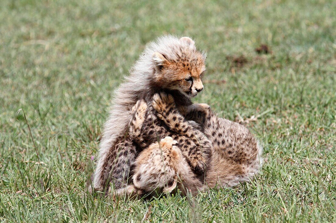 Cheethas in Kenya