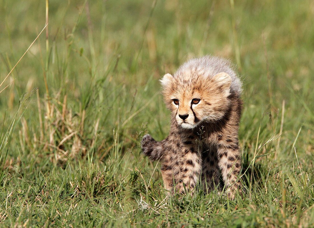 Cheethas in Kenya