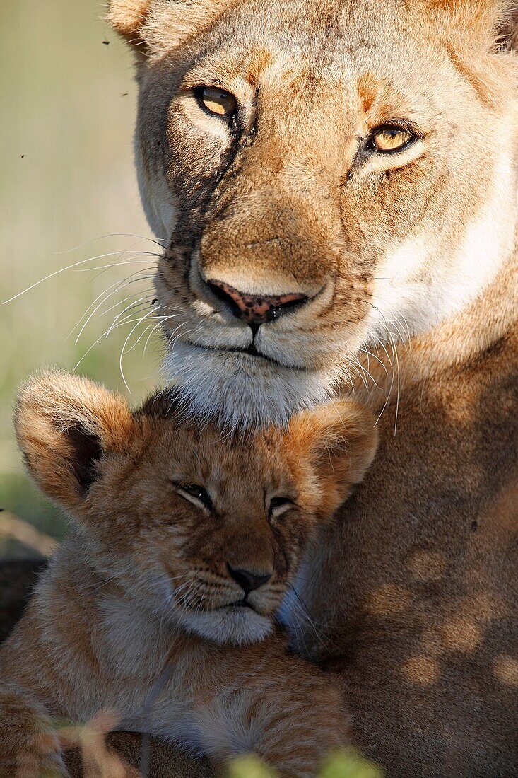 Lion puppies