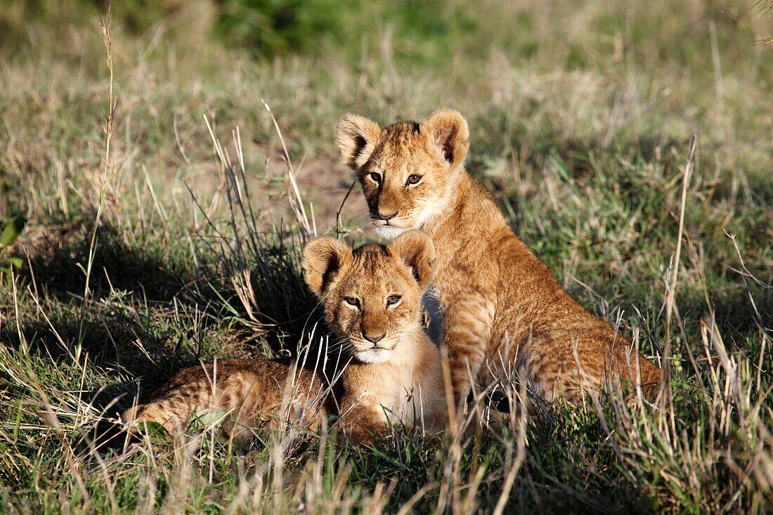 Lion puppies