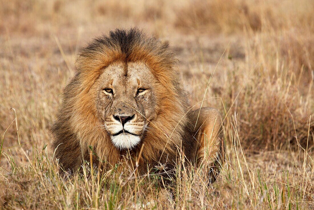 Lions in Kenya