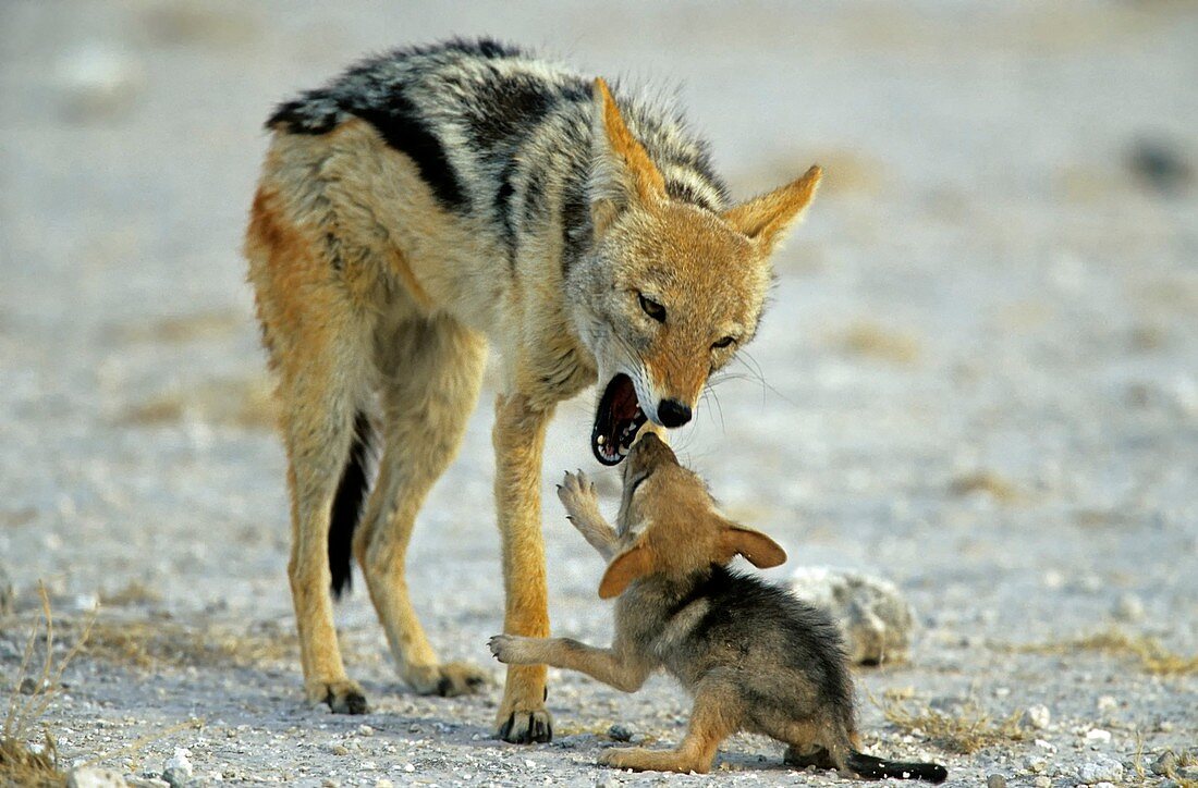 jackals, lat. Canis mesomelas