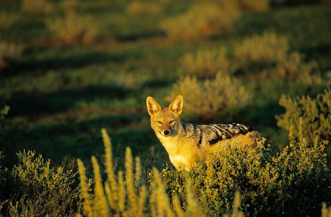 jackals, lat. Canis mesomelas