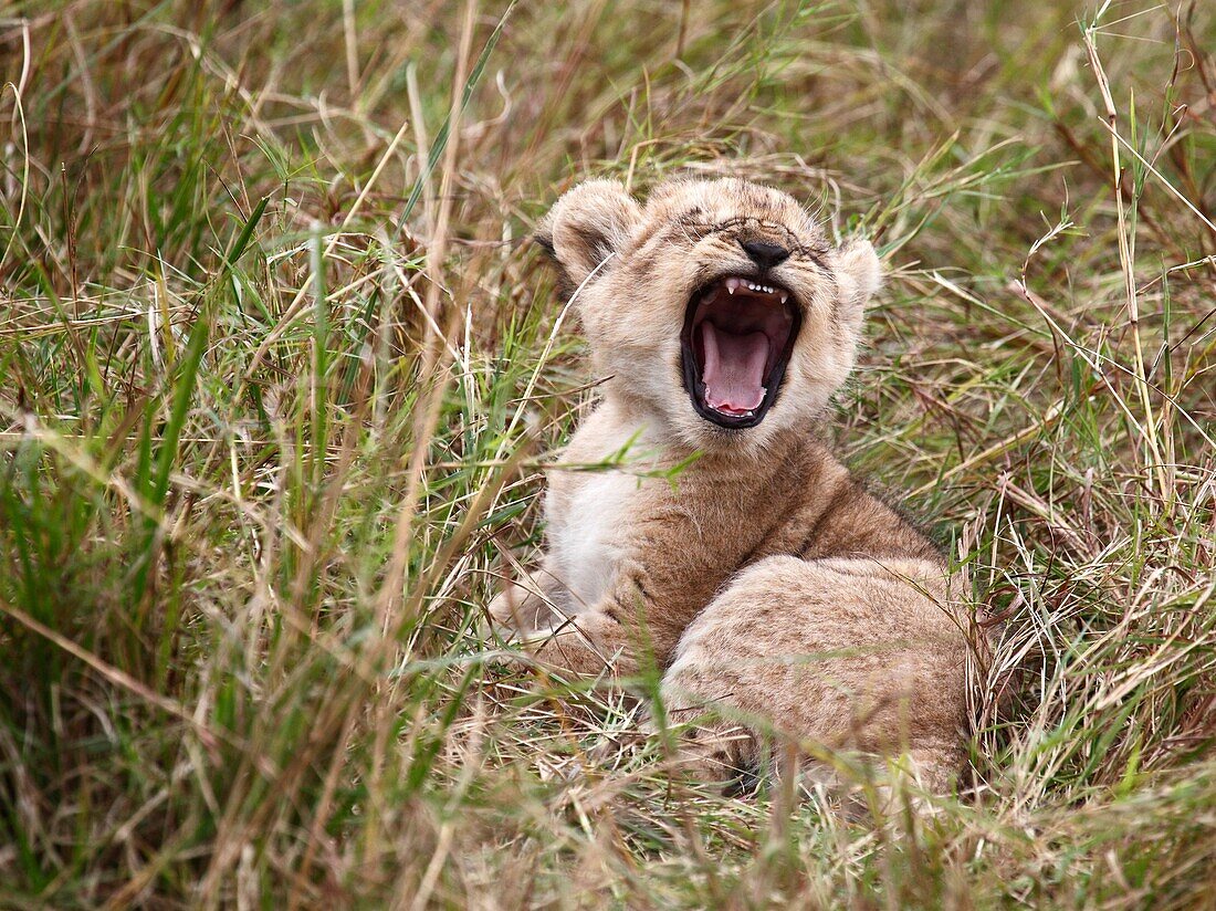 Lions, lat. panthera leo