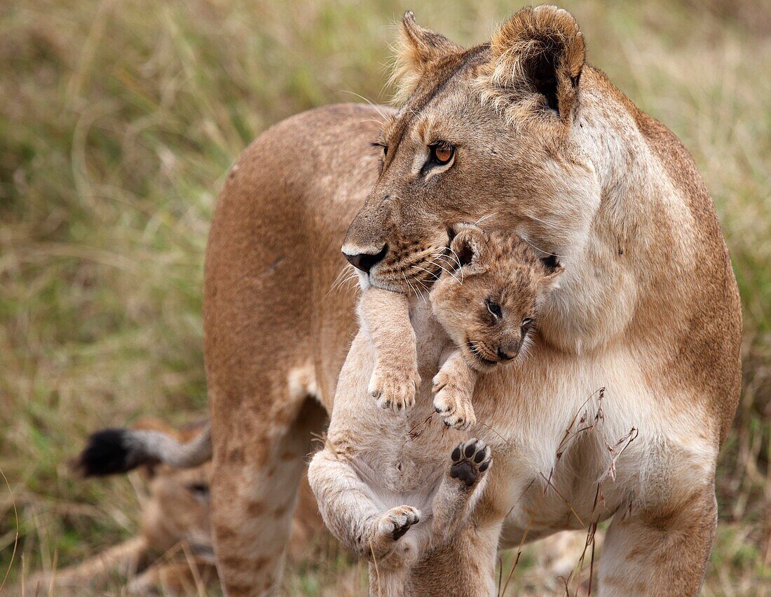 Lions, lat. panthera leo