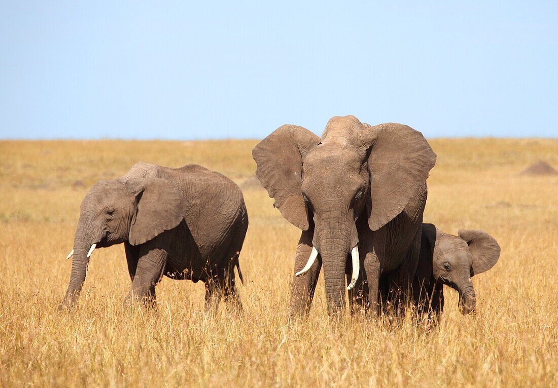Elephants in Kenya, lat. loxodonta africana