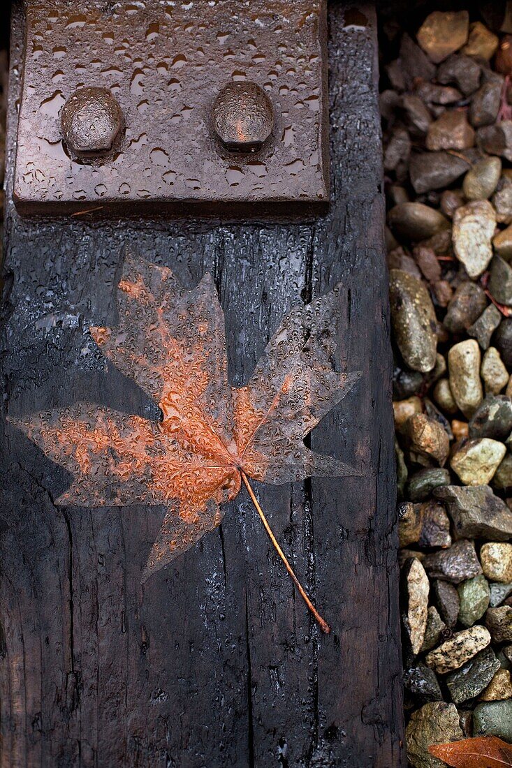 CLOSE UP OF MAPLE LEAF ON RAILROAD TIE