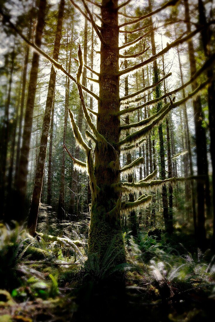 backlit tree in forest