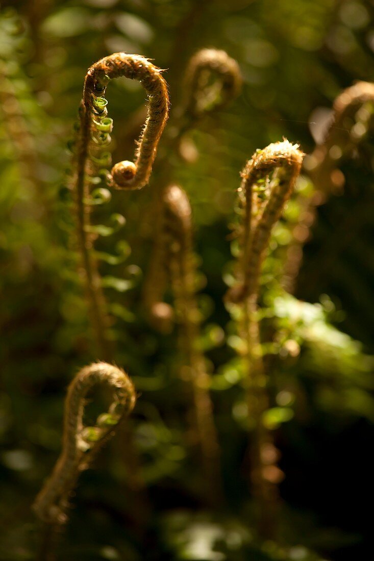 FERNS IN SPRING