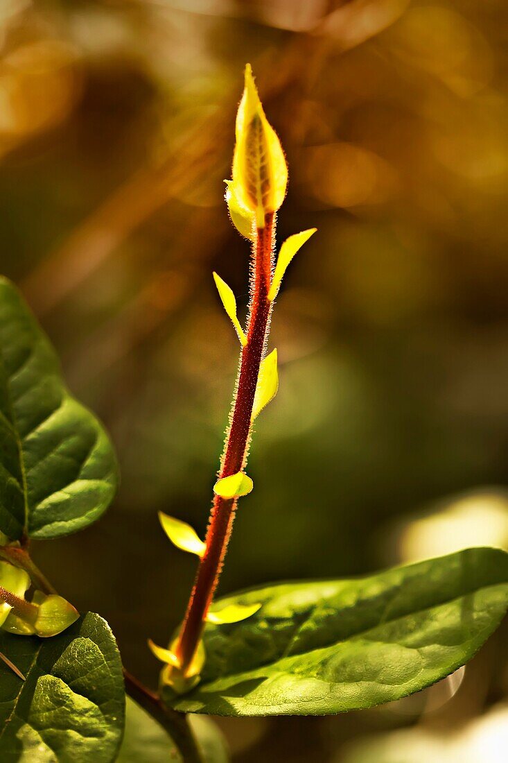 close up of forest plants in spring