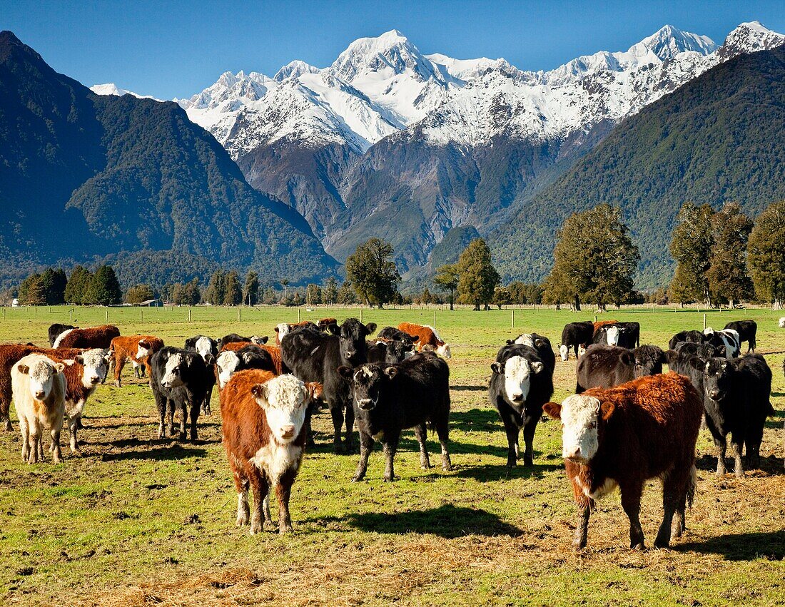 Beef cattle grazing under Mt Tasman left and Mt Cook / Aoraki near Fox Glacier, West Coast, New Zealand