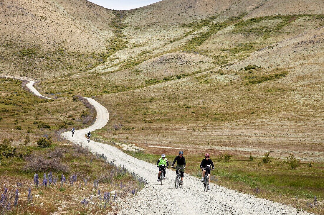 Cycle touring party rides through Molesworth Station, near Acheron River, Isolation Valley, North Canterbury, New Zealand