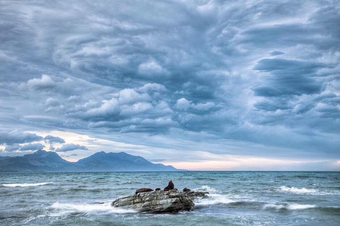 New Zealand fur seals rest on rock, NW Storm clouds overhead, Kaikoura, New Zealand