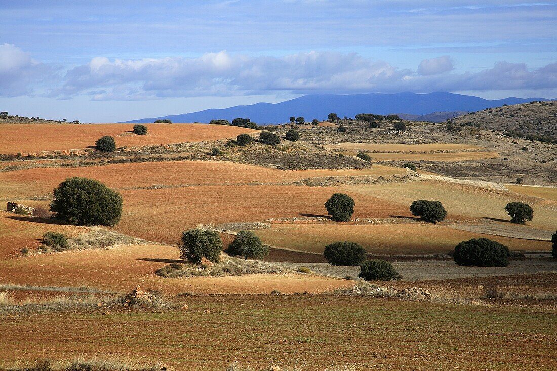 Agricultural landscape Wildlife Refuge near the Gallocanta Aragón Zaragoza