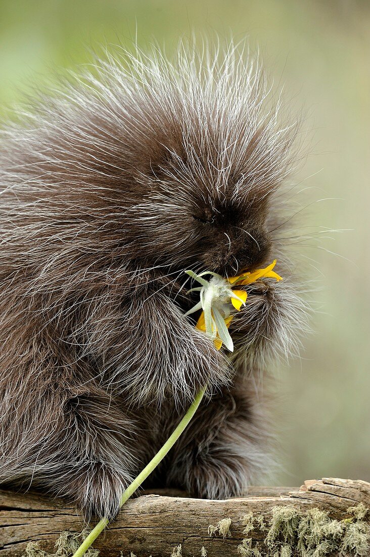 Porcupine Erethizon dorsatum Adult eating flower