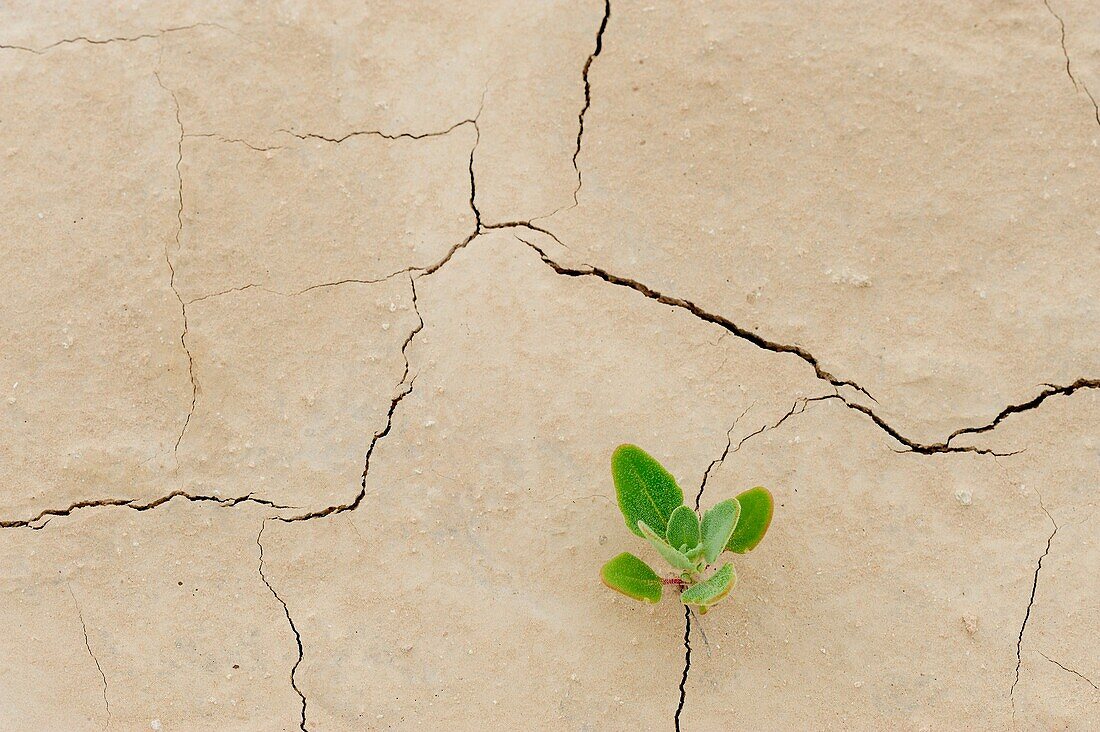 Patterns in cracked mud with seedlings