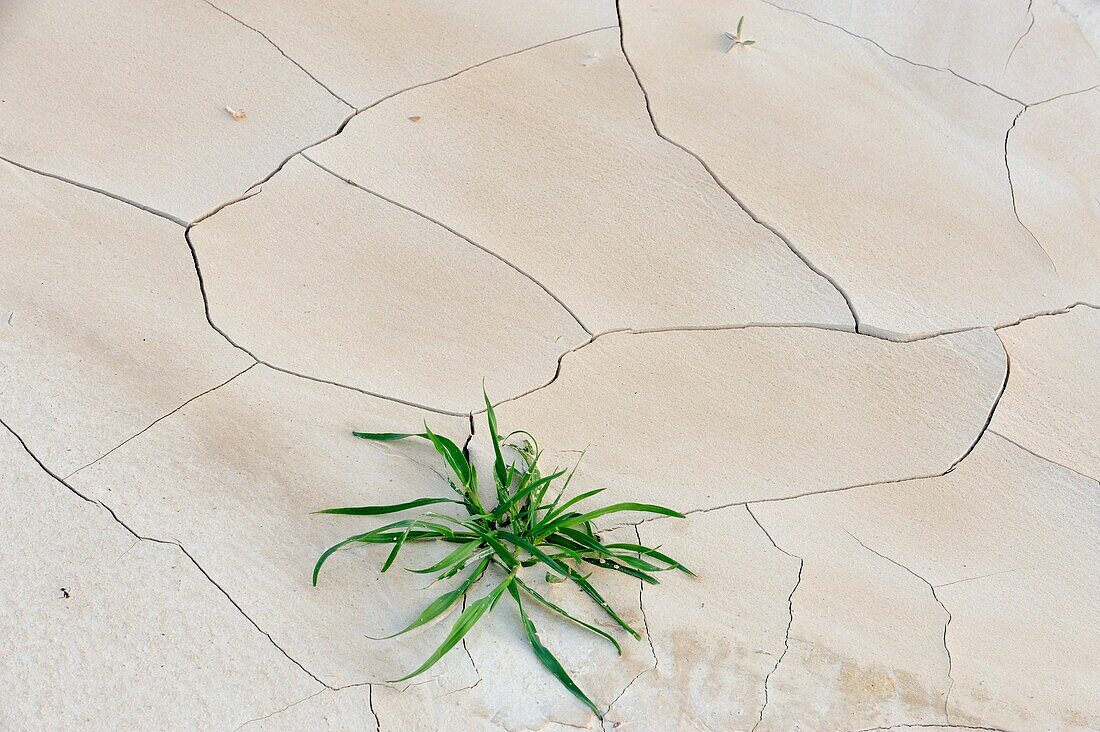 Patterns in cracked mud with Russian Thistle seedlings