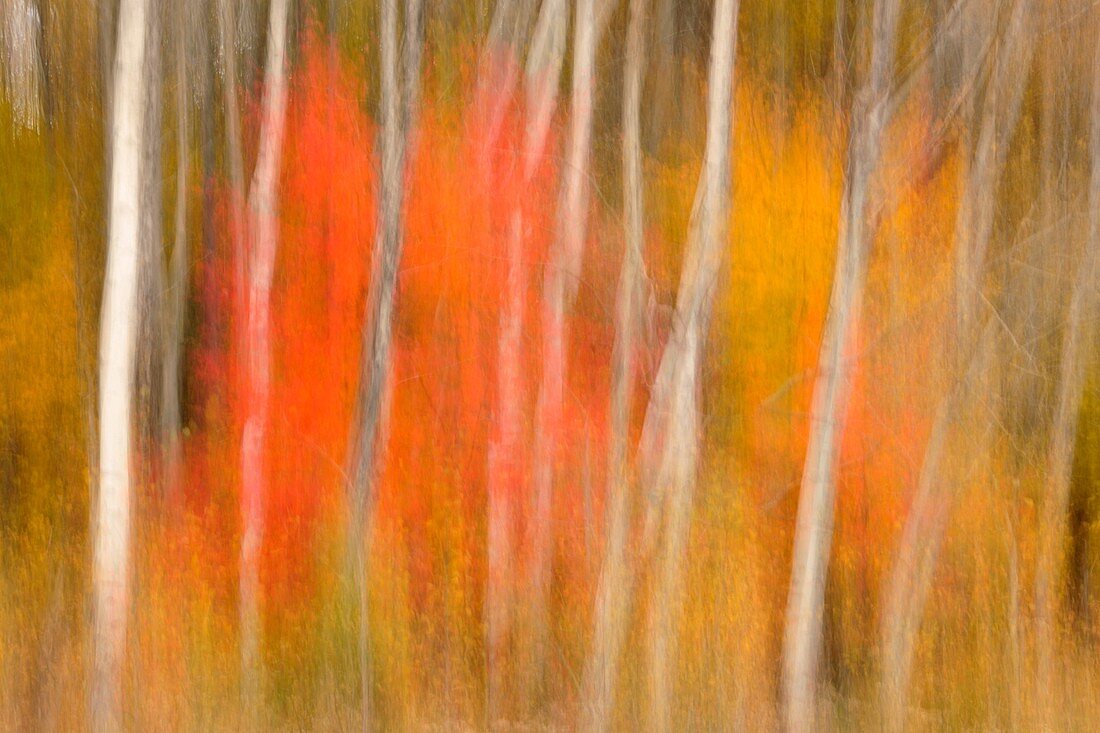 Birch tree trunks and maple trees in autumn camera movement