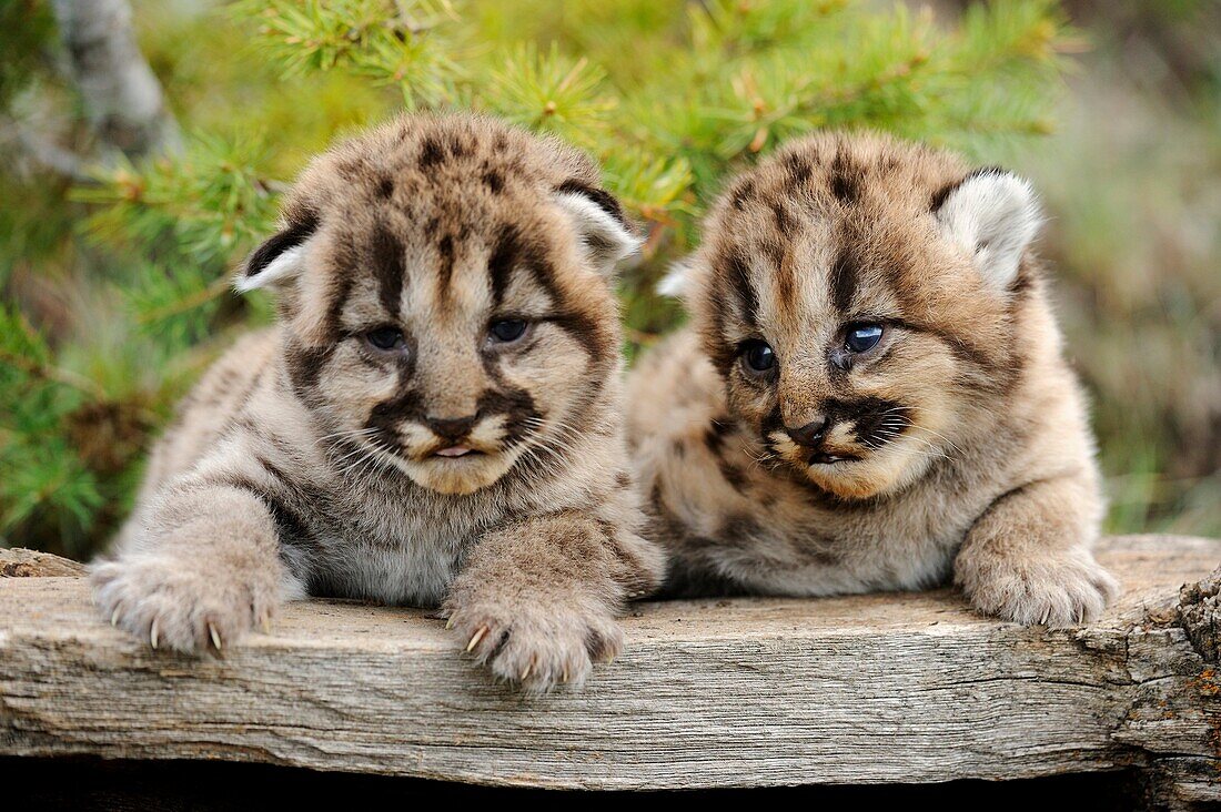 Mountain lion Felis concolor kittens