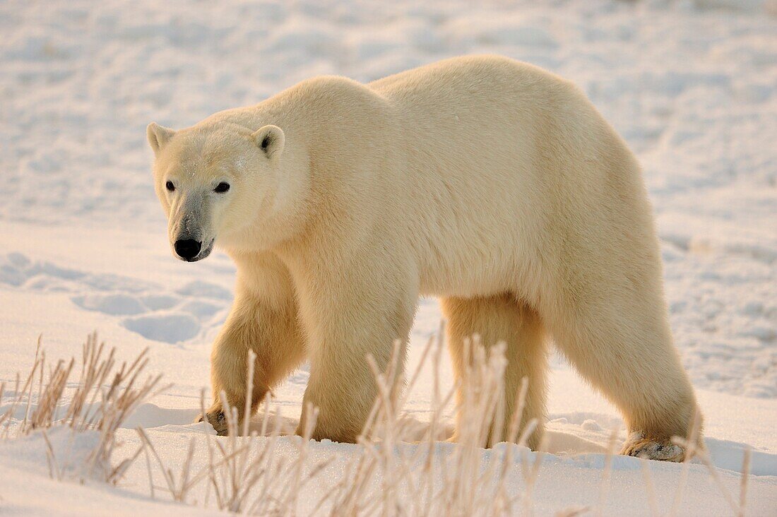 Polar bear Ursus maritimus