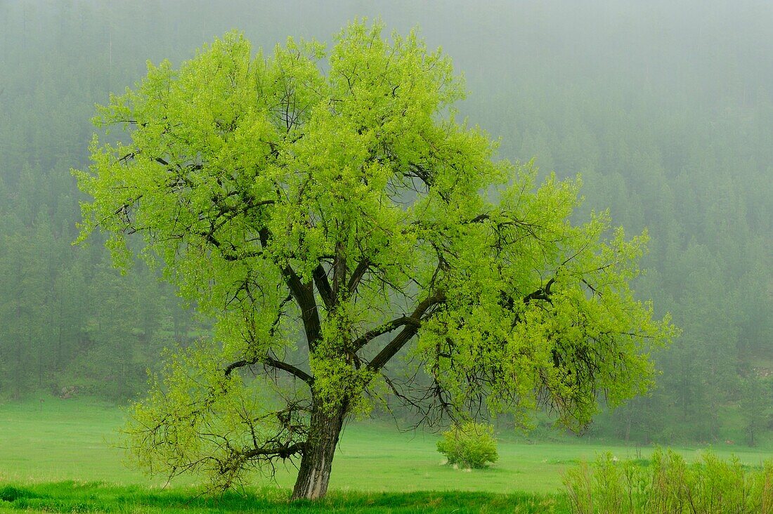 Spring foliage on large aspen tree in pasture