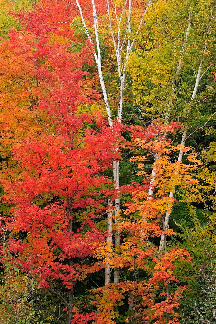 Red maple trees and white birch tree trunks