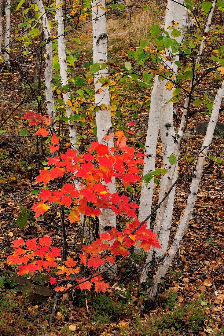 White birch tree trunks and maple trees in understory