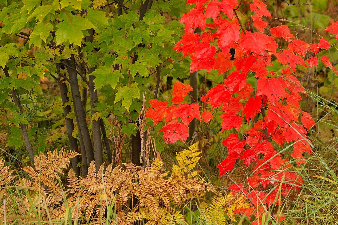 Red maple sapling and ferns