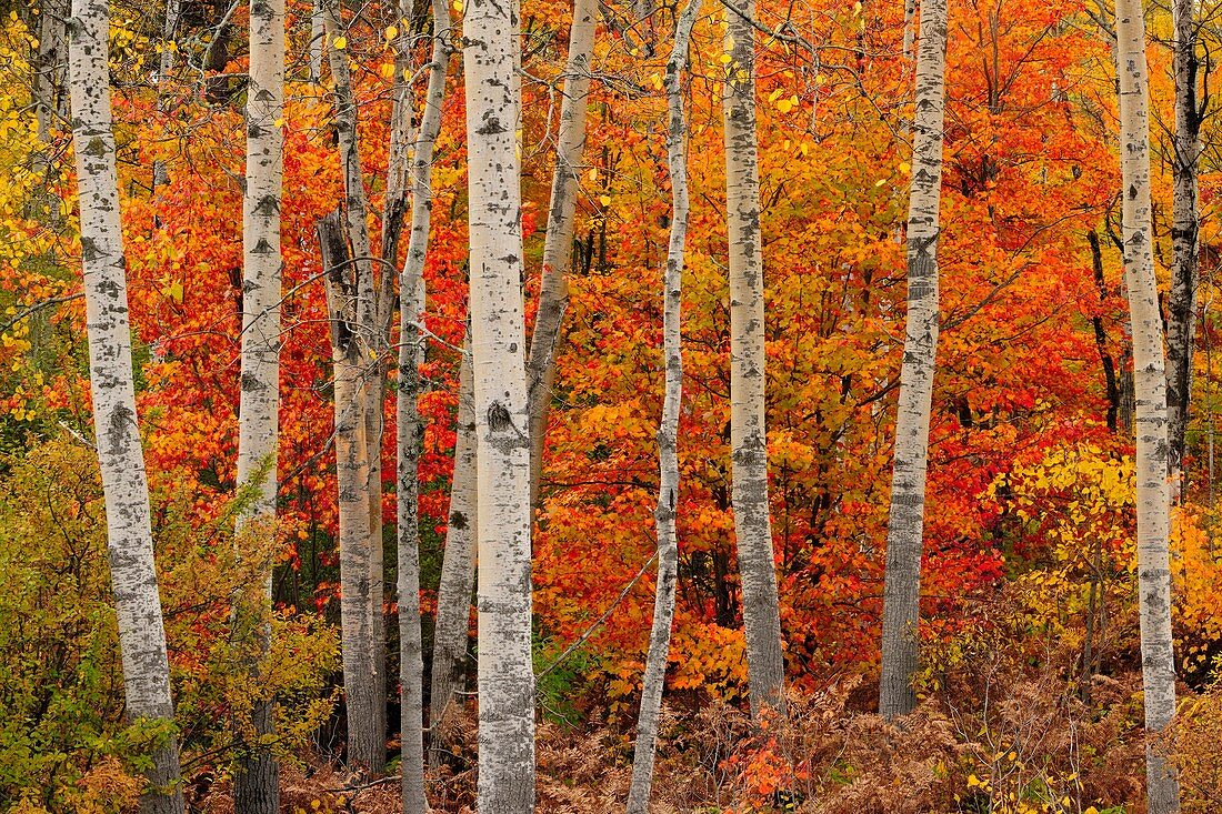 Red maples and aspens