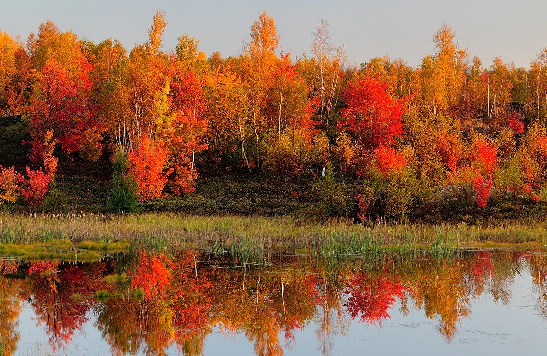 Autumn reflections in beaver pond