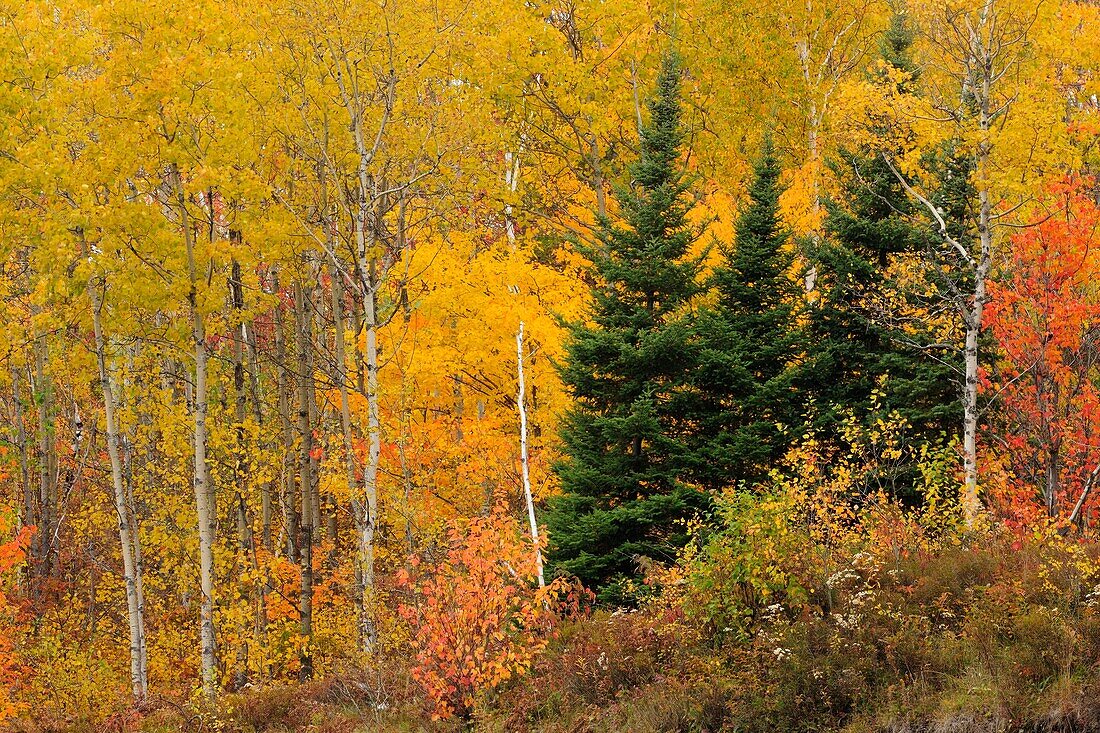 Mixed hardwoods along Sleepy Hollow Road