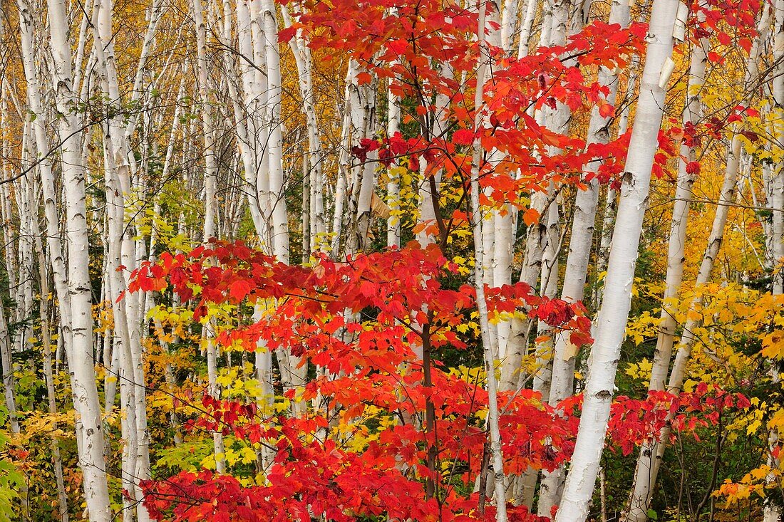 Red maple and birch trees