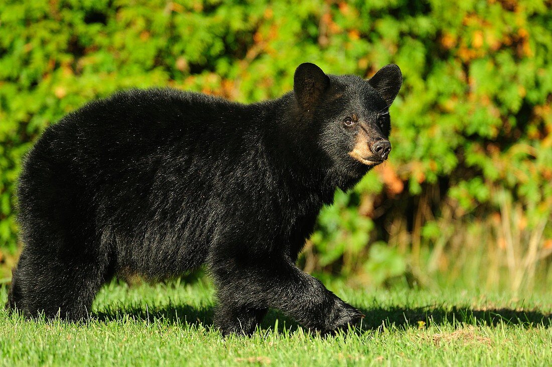 Black bear Ursus americanus Eating grass on residential lawn