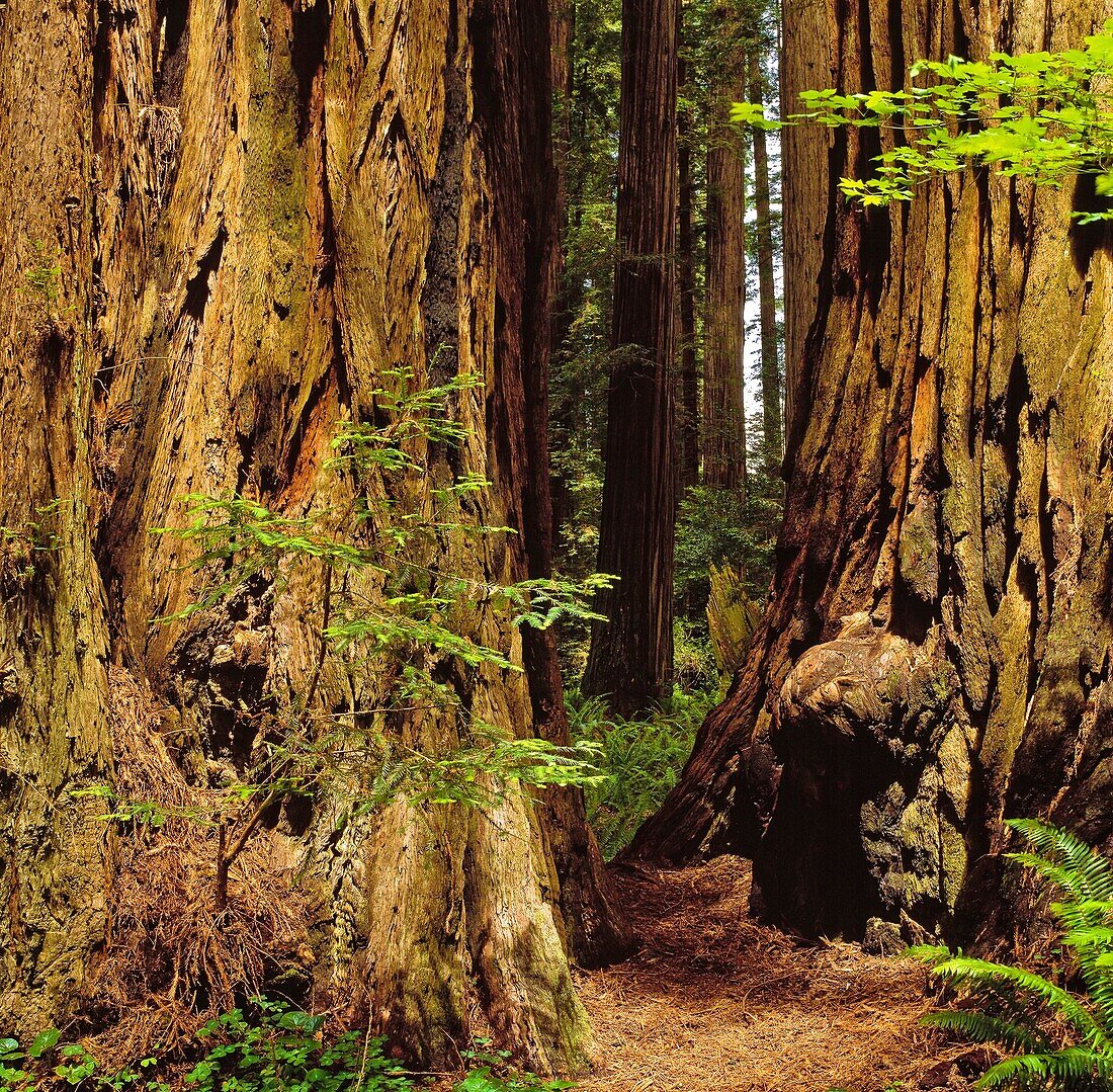 Redwoods National Park California USA
