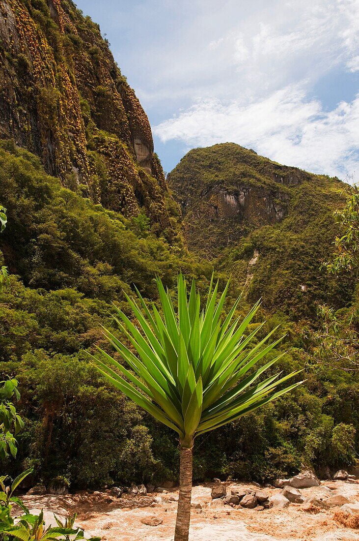 The Vilcanota or Urubamba river surrounded with tropical foliage running through Agua Calientes, Peru