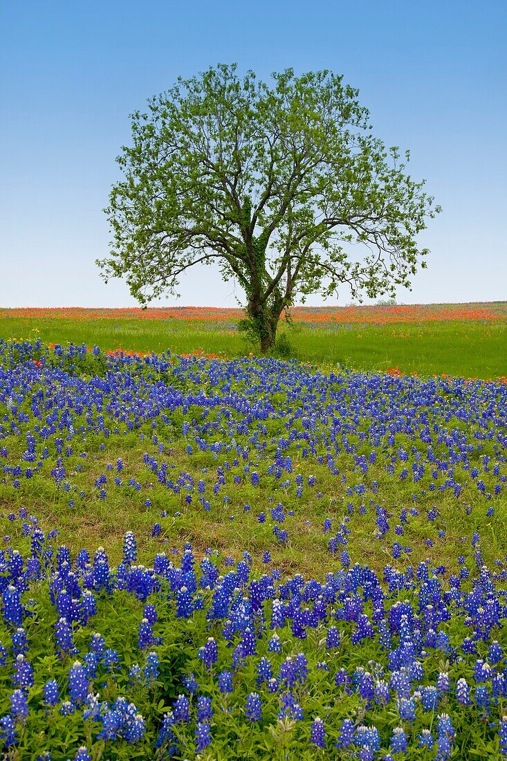 A lone tree with Texas bluebonnets and indian paintbrush wildlfowers near Ennis, Texas, USA