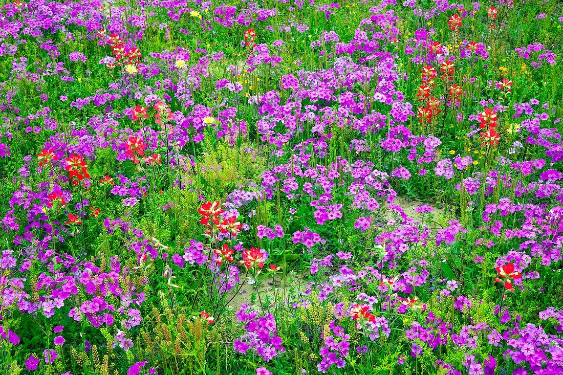 A field of multi-colored spring flowers near New Berlin, Texas, USA