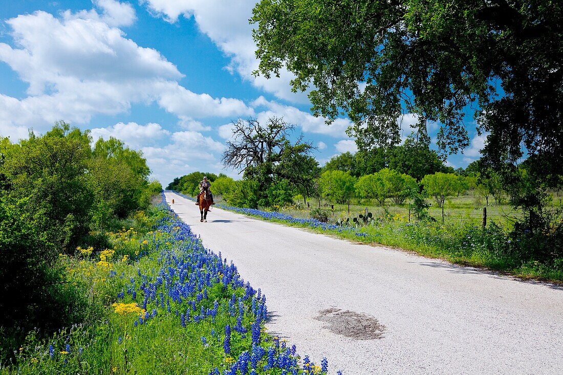 Roadside bluebonnets near Castell, Texas, USA