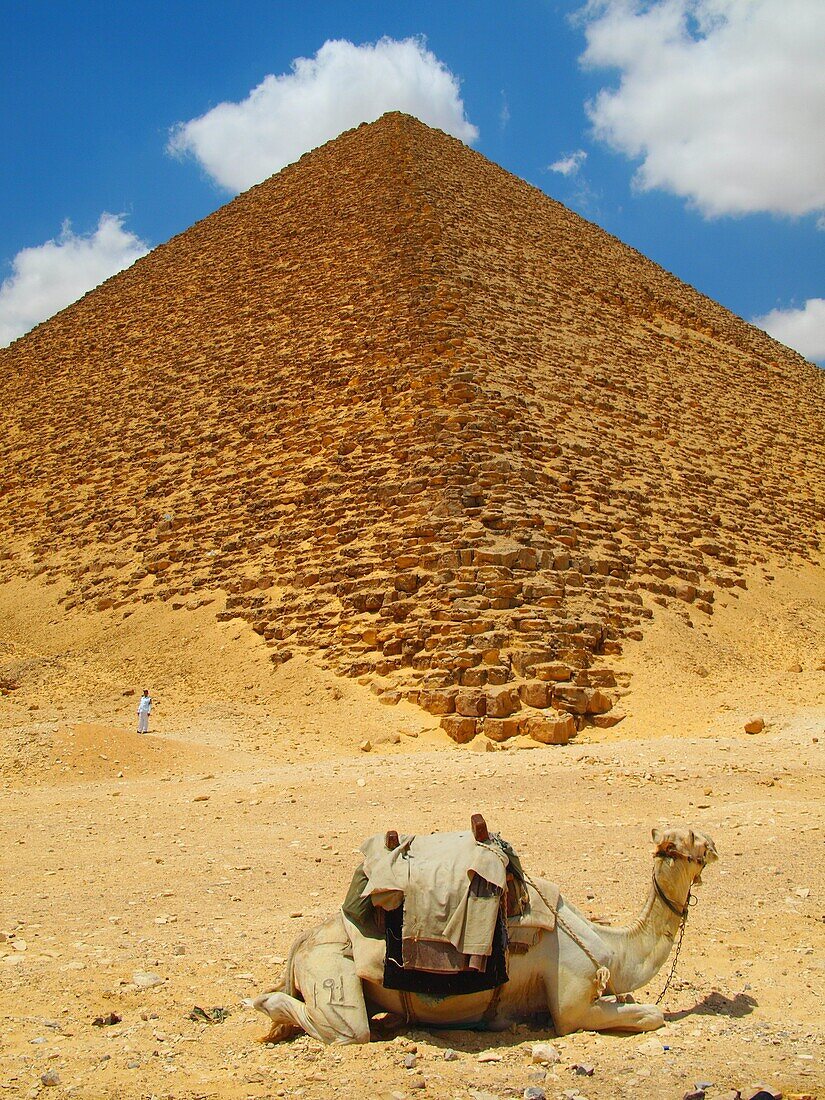 Camello, Pirámide roja, Dashur, El Cairo, Egipto
