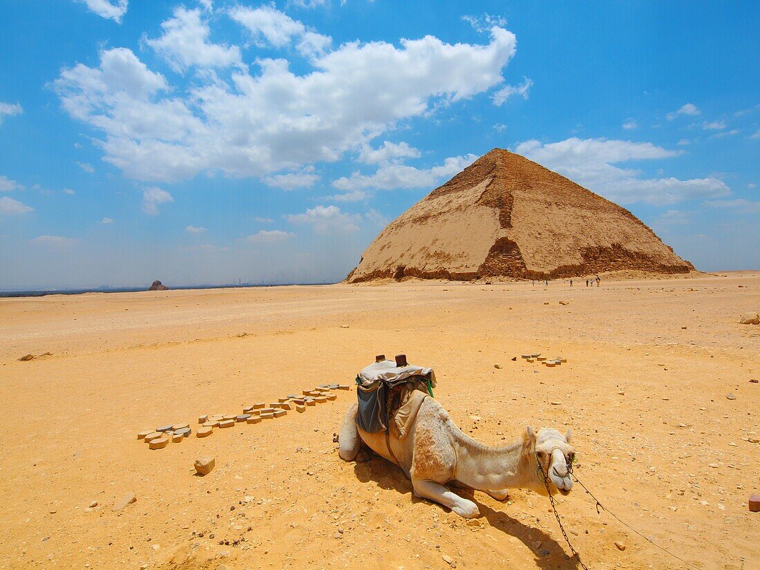 Camello, Pirámide blanca, Dashur, El Cairo, Egipto