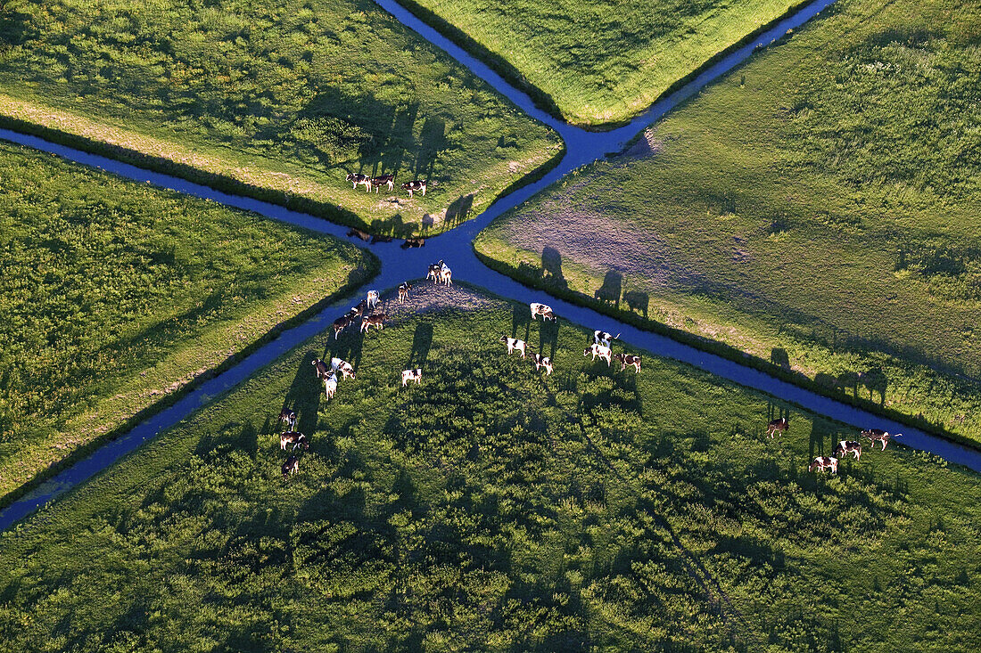 Aerial view of drainage canals and Fresian cattle in meadows near the river Weser, Lower Saxony