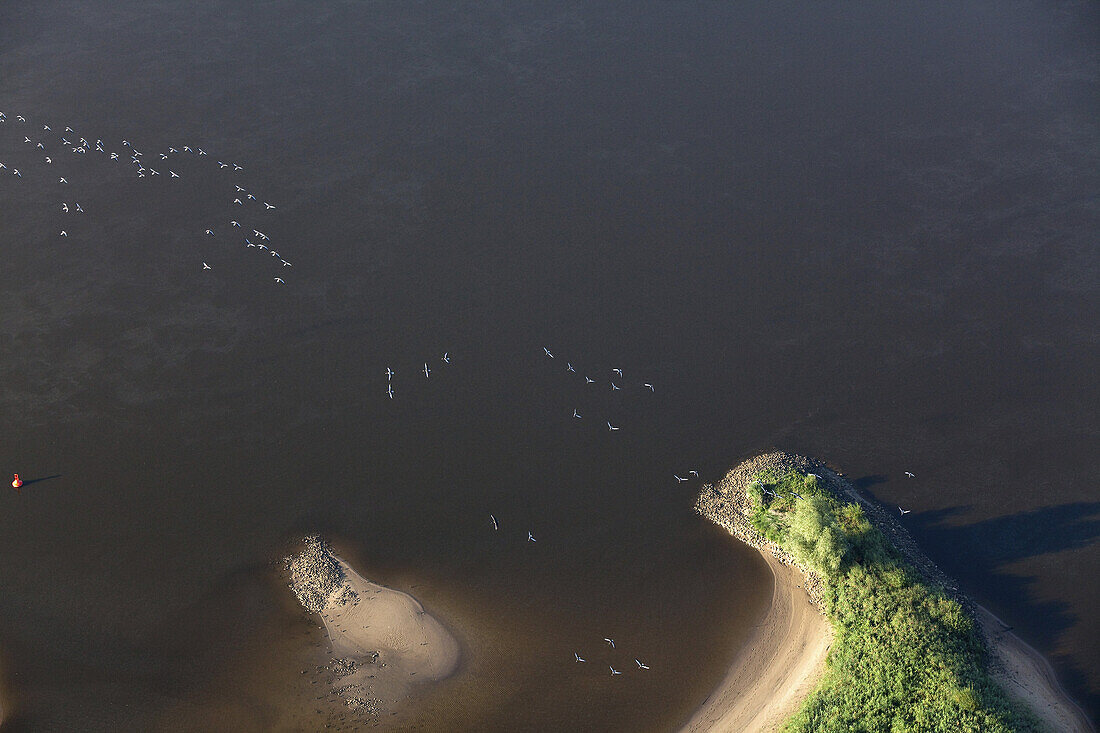 Aerial of birds above the River Elbe, small peninsula, Lower Saxony, Germany